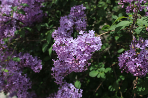 Enlèvement arbre urgence Les Lilas