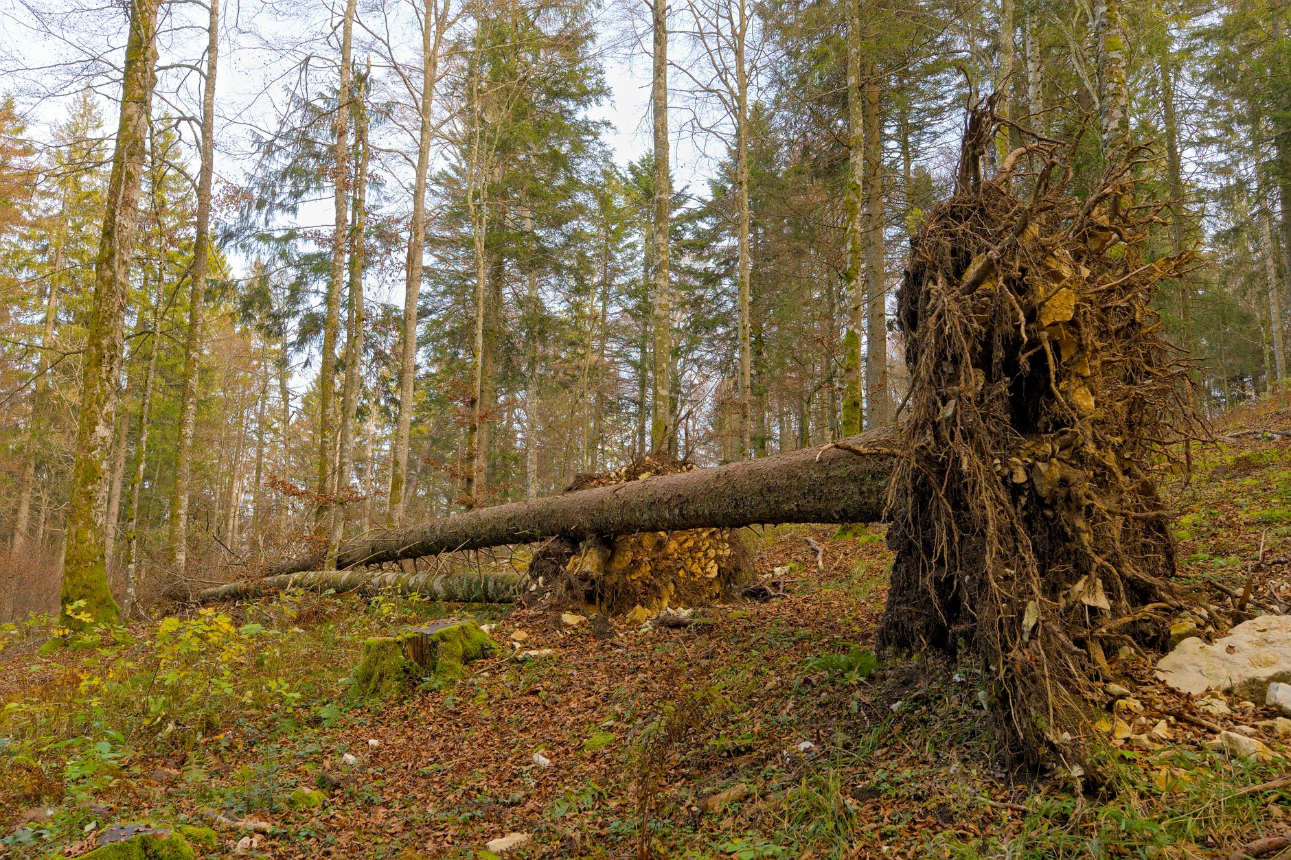 Enlèvement arbre urgence équipe à Les Lilas